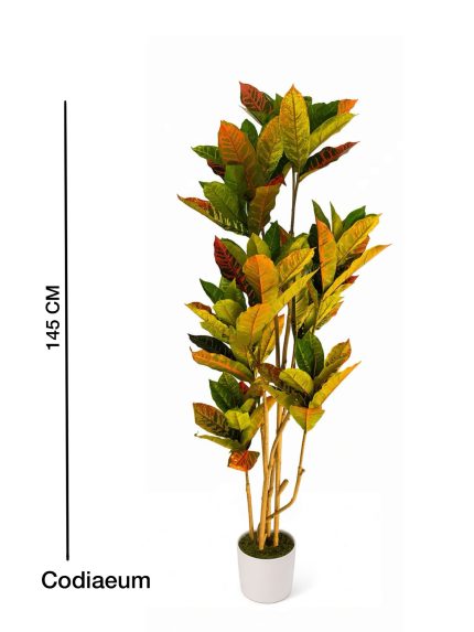 Codiaeum 145 cm