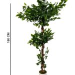 Ficus 180 cm