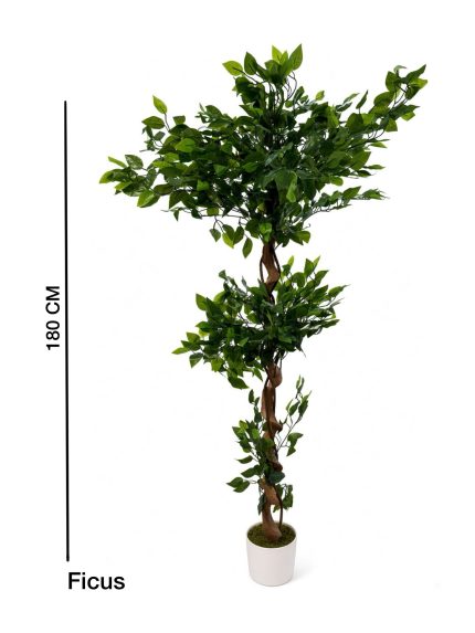 Ficus 180 cm