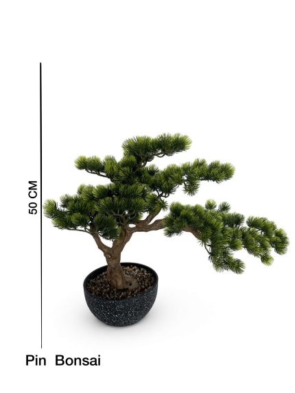 Pin Bonsai 50 cm